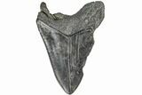 Bargain, Fossil Megalodon Tooth - South Carolina #165416-1